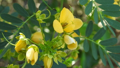 Senna gaudichaudii