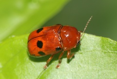 Cryptocephalus sexsignatus