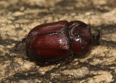 Phyllognathus dionysius