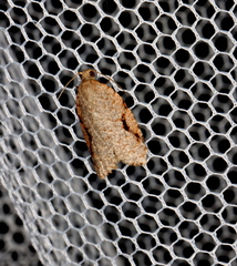 Meritastis piperata