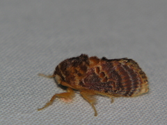 Pseudanapaea denotata