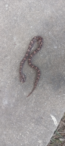 Manabí Hognose Viper