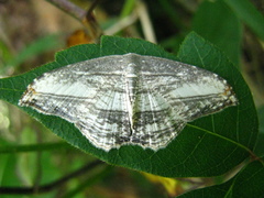Morphomima fulvitacta