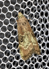 Heteromicta tripartitella