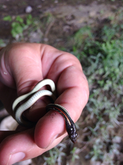Thamnophis proximus rubrilineatus