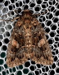 Condica macrosema