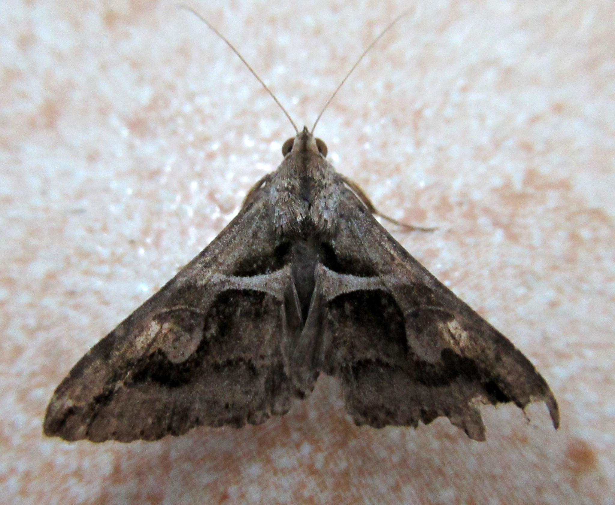 Melipotis cellaris image