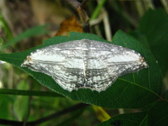 Morphomima fulvitacta
