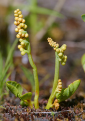 Botrychium simplex
