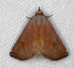 Mataeomera ligata