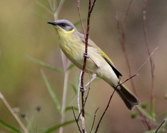 Ptilotula keartlandi