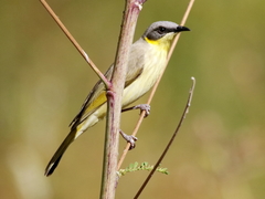 Ptilotula keartlandi