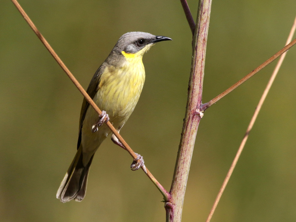 Gray Honeyeater photo