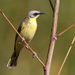 Grey-headed Honeyeater - Photo (c) Graham Winterflood, some rights reserved (CC BY-SA), uploaded by Graham Winterflood