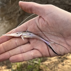 Sturgeon Catfish photo 3
