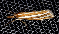 Hednota bivittella