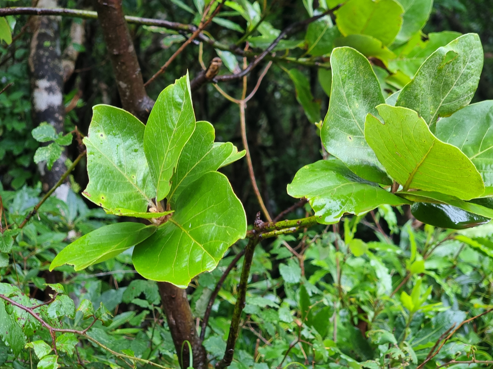 Azores Laurel (Laurus azorica)