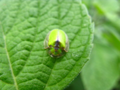 Physonota citrina
