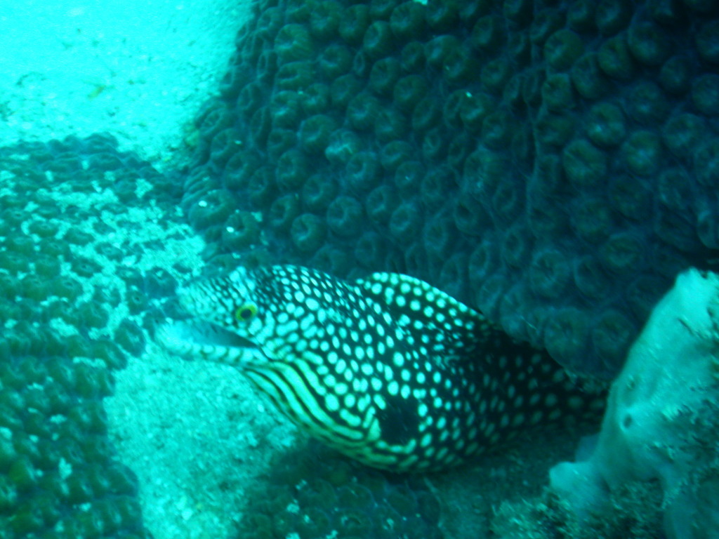 Honeycomb Moray