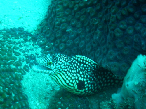 Honeycomb Moray
