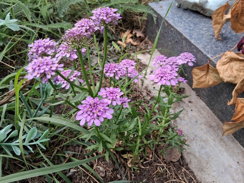 Iberis umbellata, photograph 5