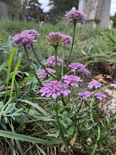 Iberis umbellata, photograph 4