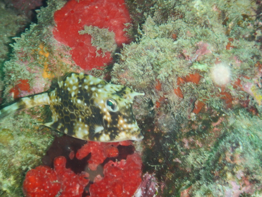 Island Cowfish