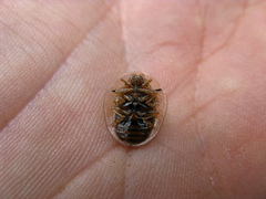 Physonota citrina