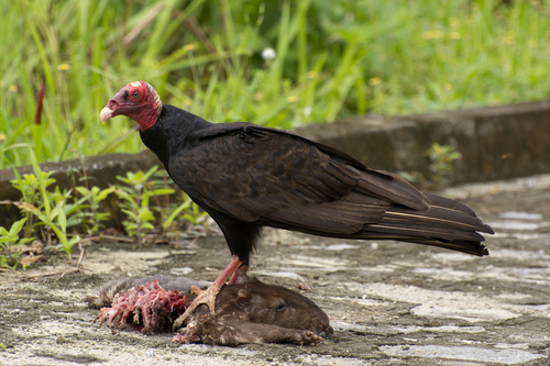 Turkey Vulture, photo 3 of 10