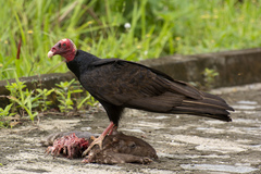 Turkey Vulture photo 6