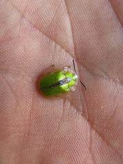 Physonota citrina