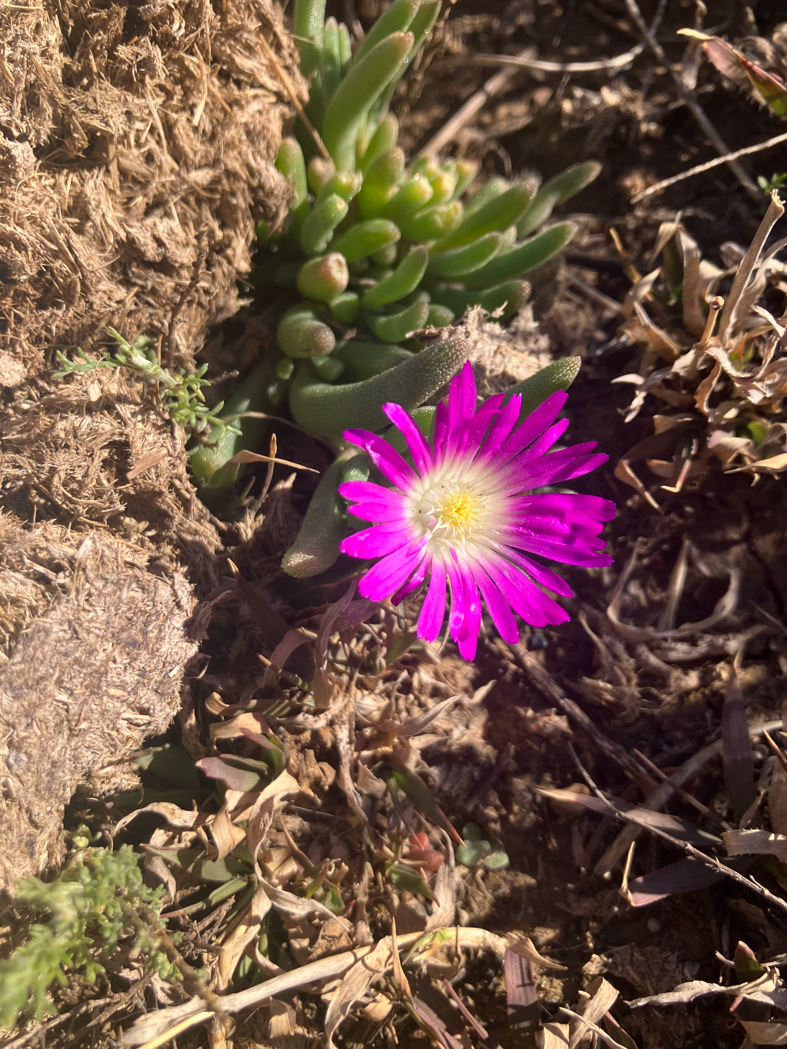 Ice plant