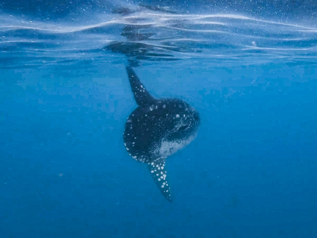 Bump-head sunfish swimming beneath the surface