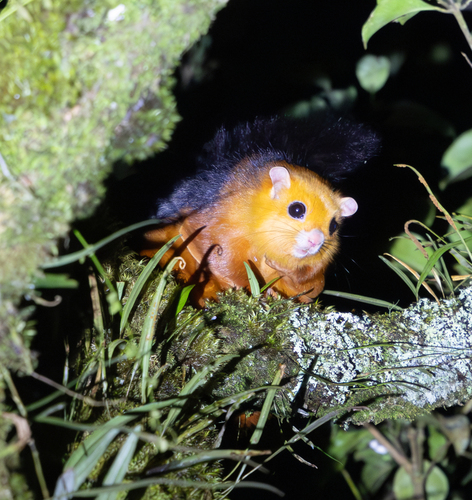 Spotted Giant Flying Squirrel