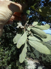 Quercus glaucoides