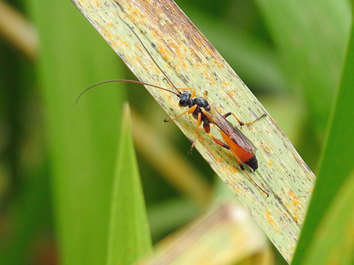 Euryproctus