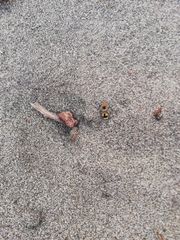 Dasymutilla arachnoides