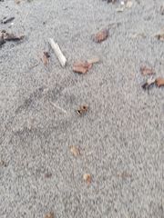 Dasymutilla arachnoides