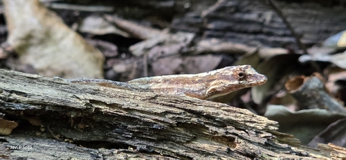 Clouded Anole (Anolis nebulosus)