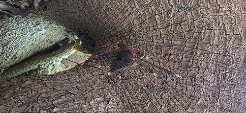 Baja whipspider (Acanthophrynus coronatus)