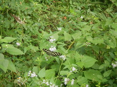 Heliconius charithonia