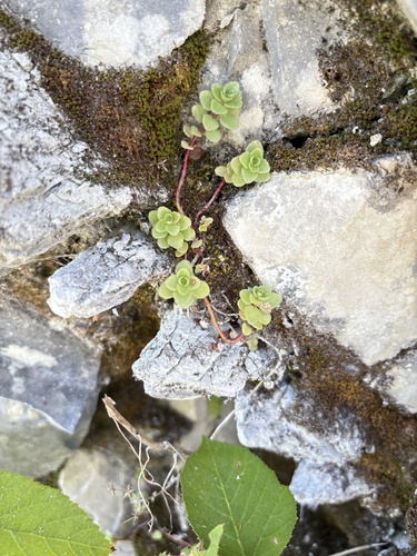 Lesser Caucasian-stonecrop (Phedimus stolonifer)