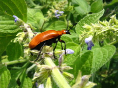 Tetraonyx frontalis