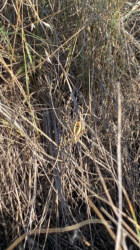 Banded Garden Spider