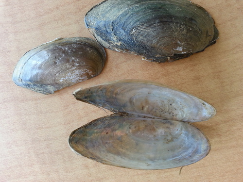 Utterbackia imbecillis