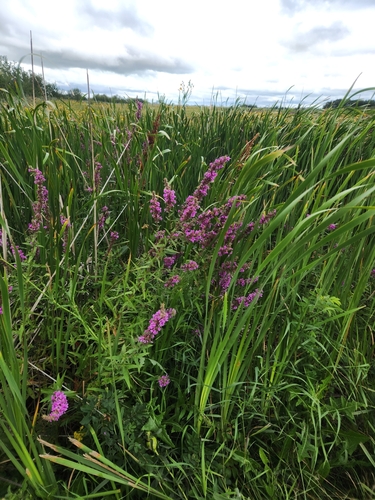 purple loosestrife