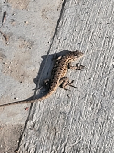 iNaturalist observation photo of Western Fence Lizard