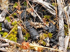 Austroicetes