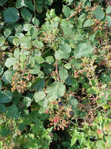 Aghaderg bramble (Rubus aghadergensis)