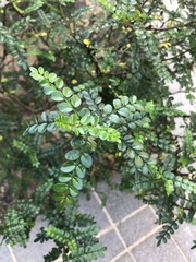 Zanthoxylum beecheyanum